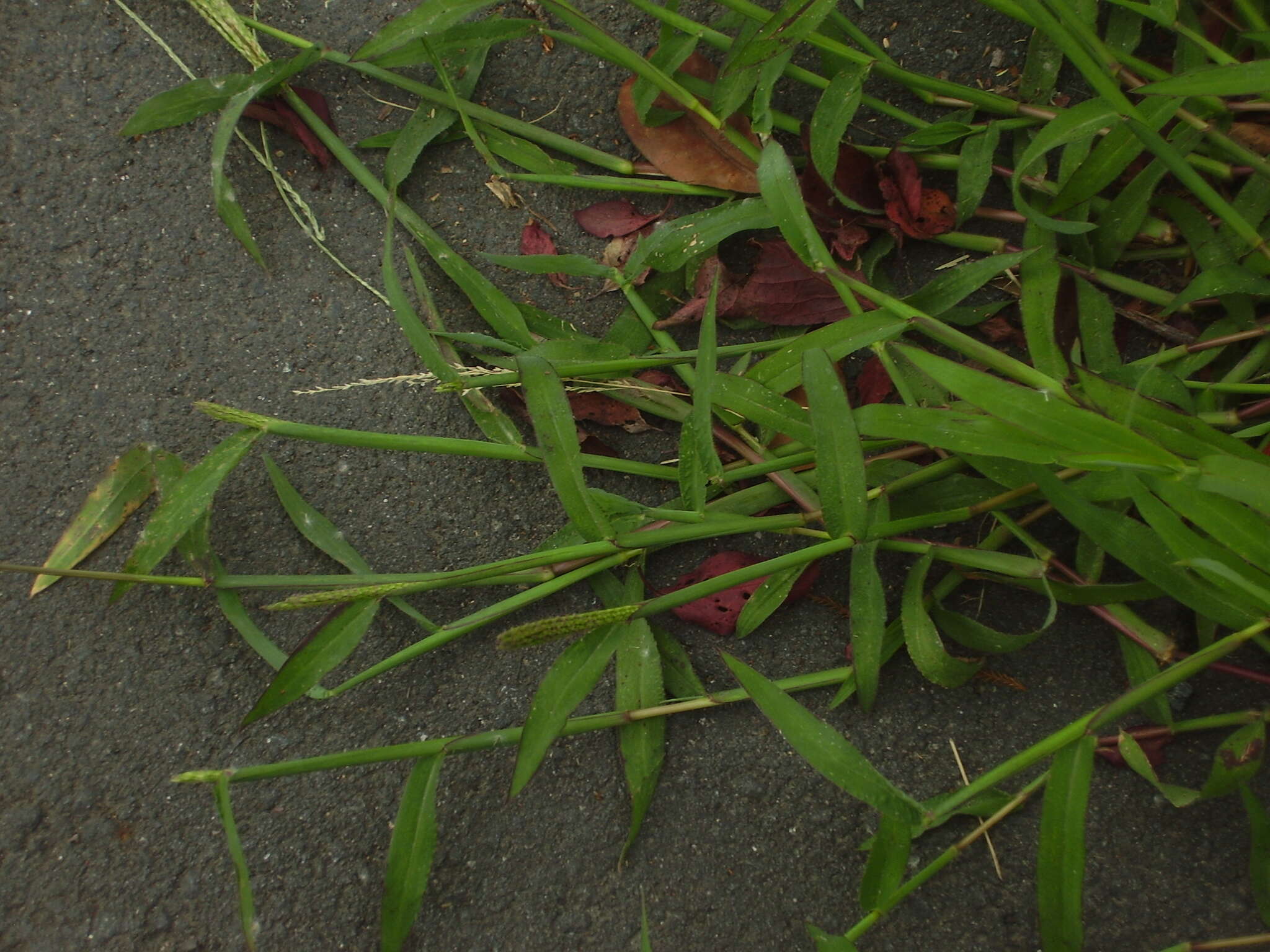 Image of hairy crabgrass