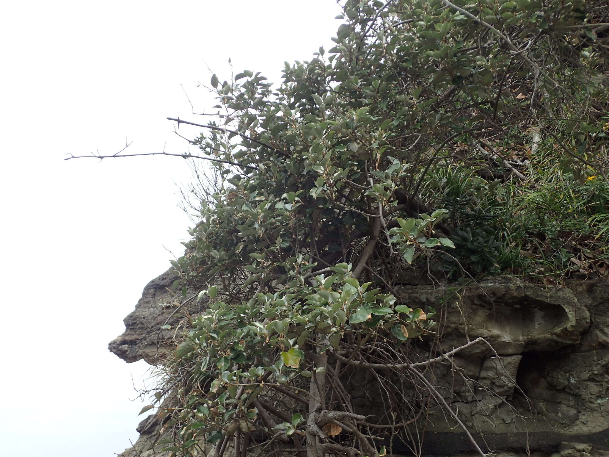 Image of Elaeagnus macrophylla Thunb.