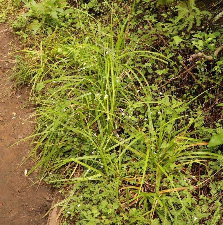 Plancia ëd Lobelia vanreenensis (Kuntze) K. Schum.