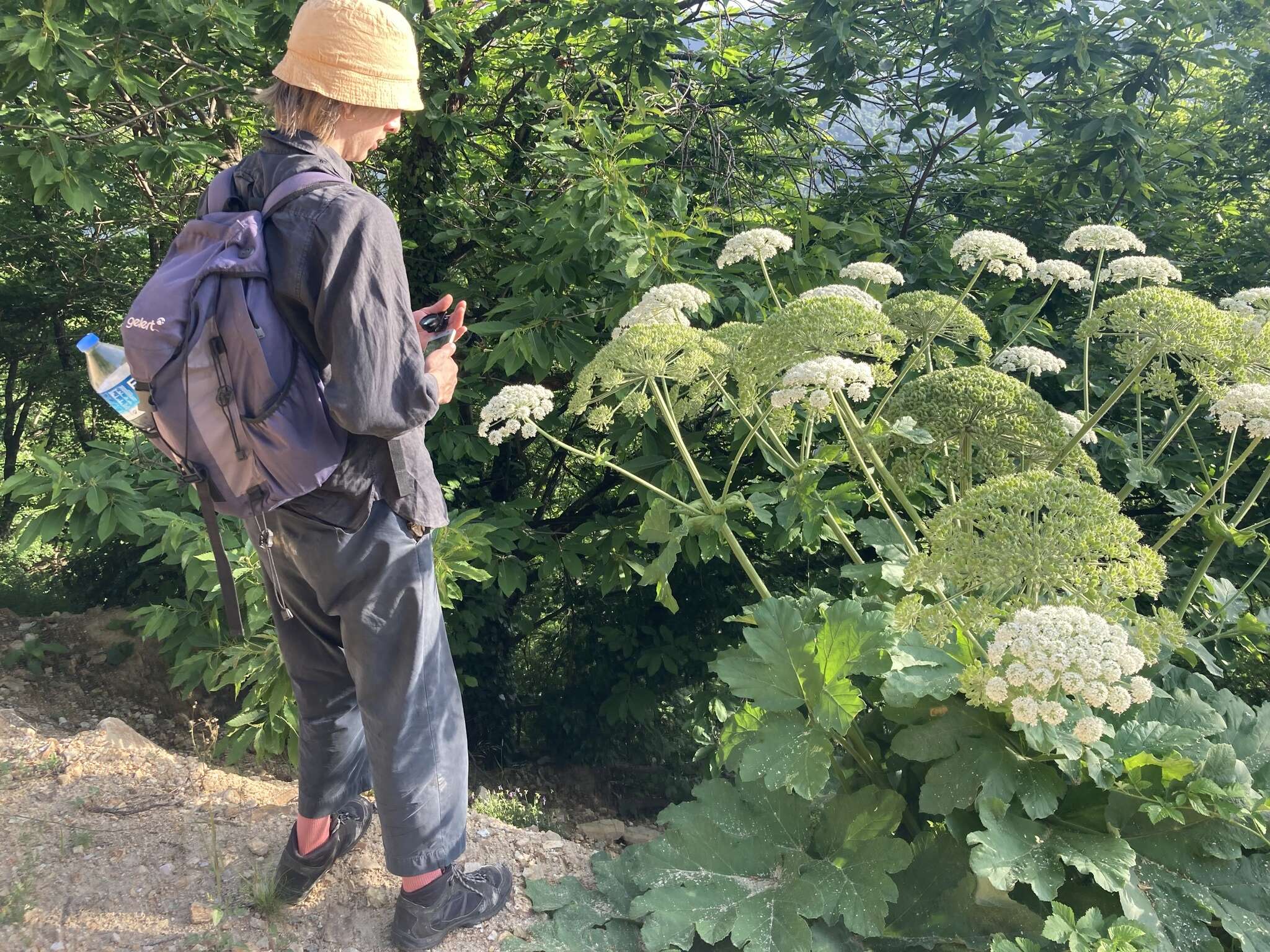 Image of Heracleum platytaenium Boiss.