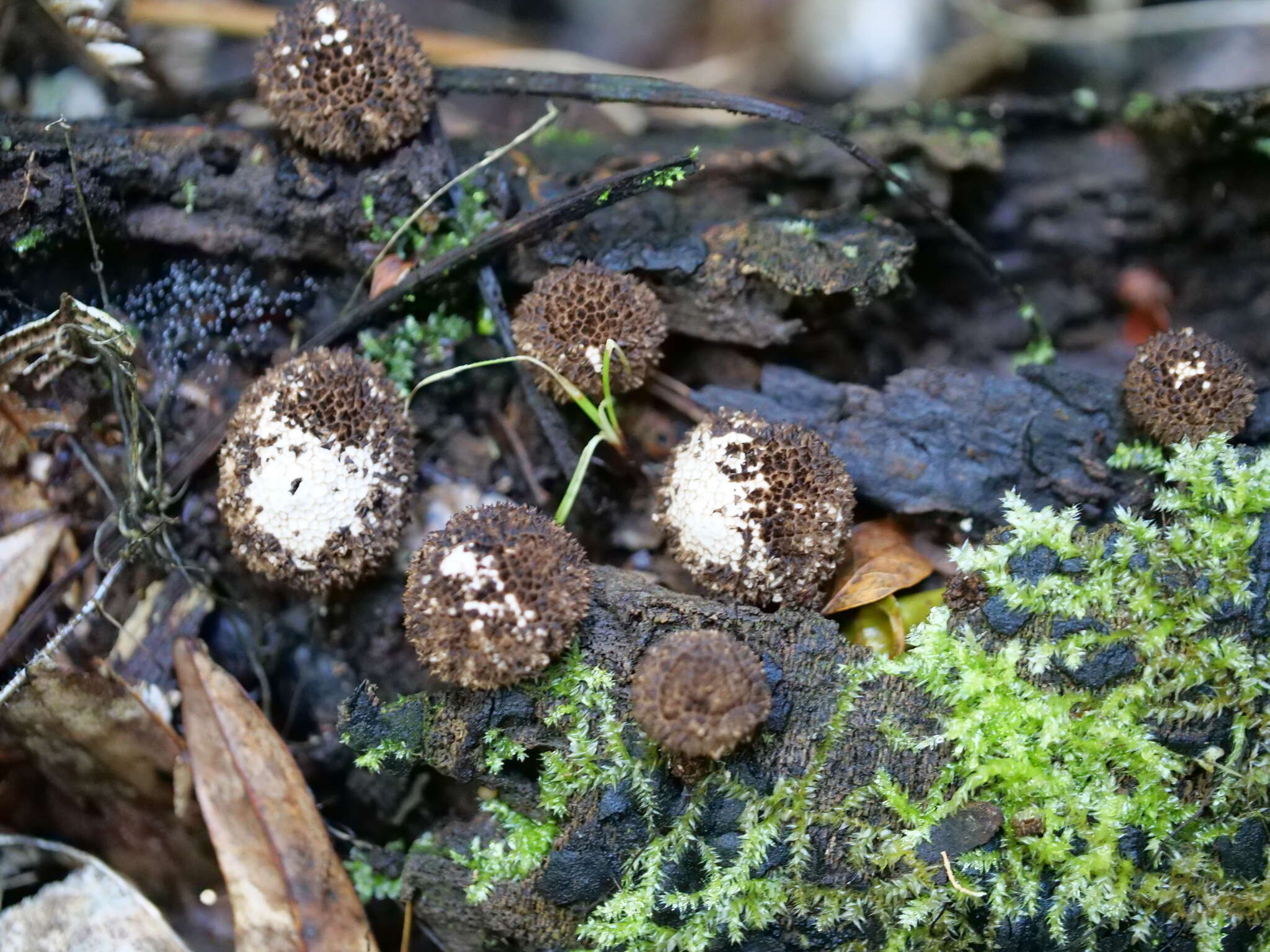 Image of Lycoperdon compactum G. Cunn. 1926