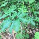 Image of Arisaema serratum var. serratum