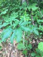 Image of Arisaema serratum var. serratum