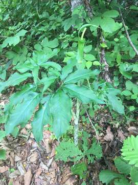 Arisaema serratum var. serratum的圖片