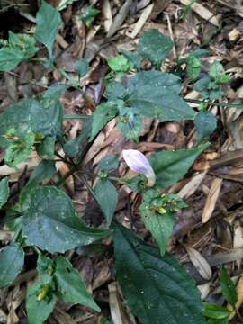 Image of Strobilanthes flexicaulis Hayata