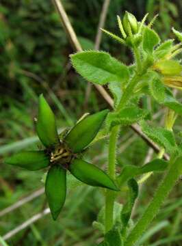 Image de Ceropegia gerrardii (Harv.) Bruyns