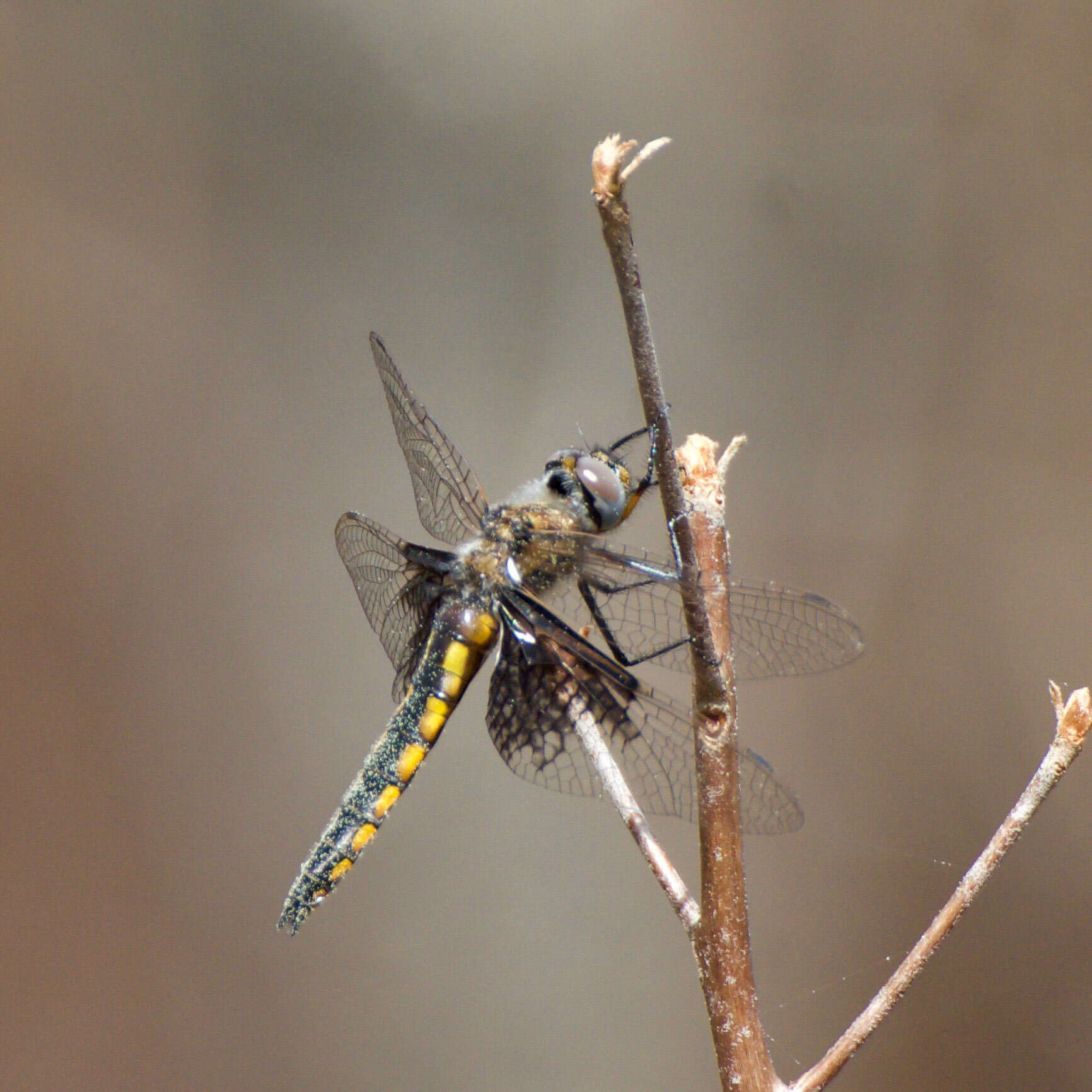 Image of Mantled Baskettail