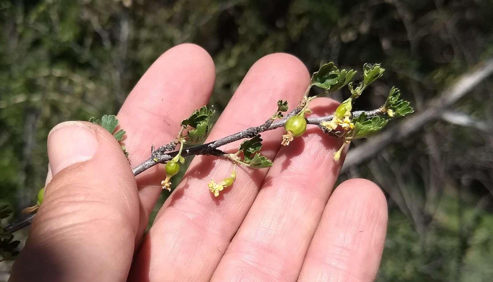 Image of rock gooseberry