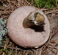 Image of Tylopilus felleus (Bull.) P. Karst. 1881