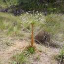 Image de Paepalanthus chiquitensis Herzog