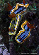 Image of Chromodoris colemani Rudman 1982