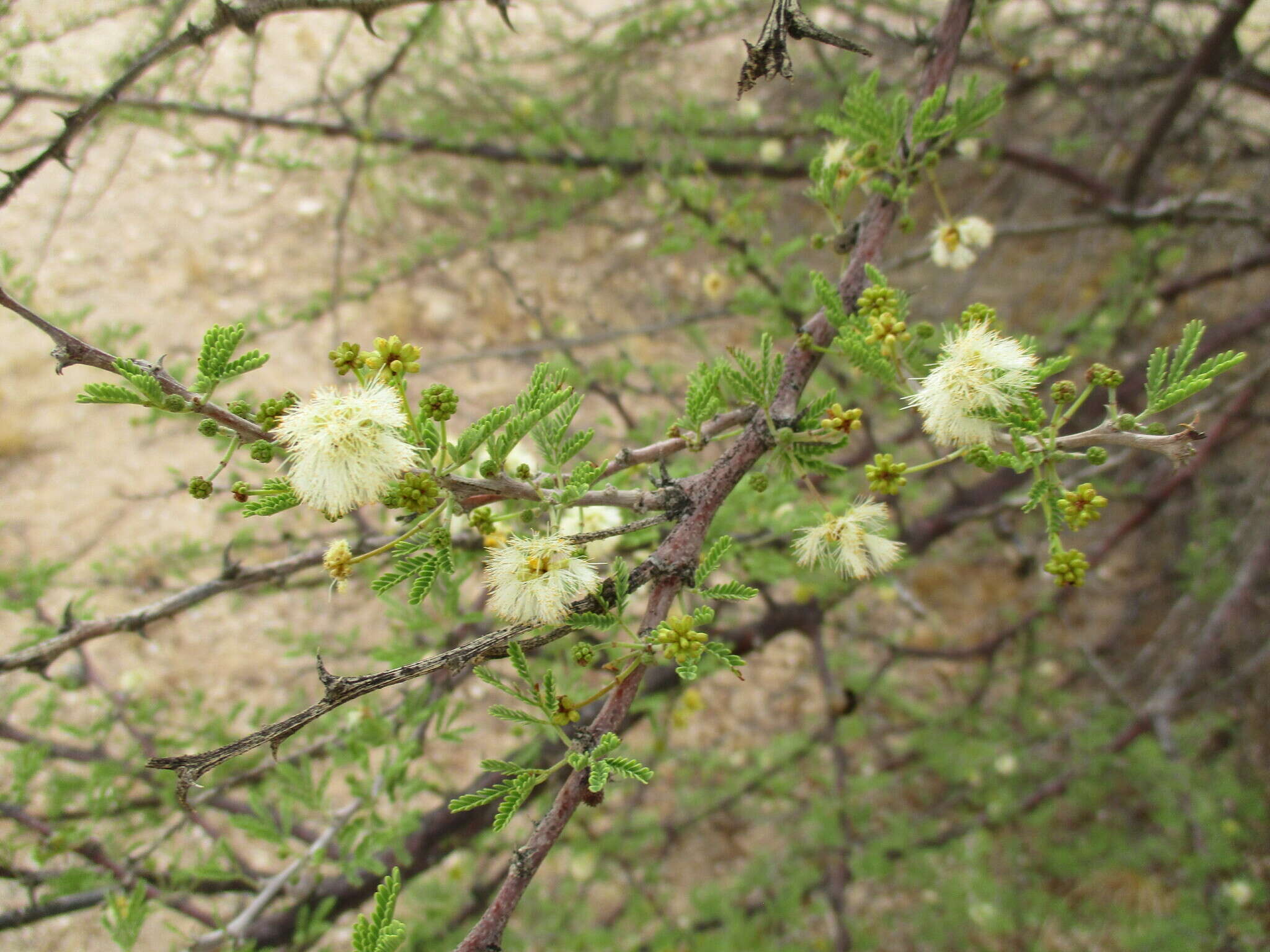 Image of Vachellia reficiens subsp. reficiens