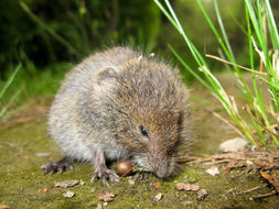 Image of Chihuahua Vole