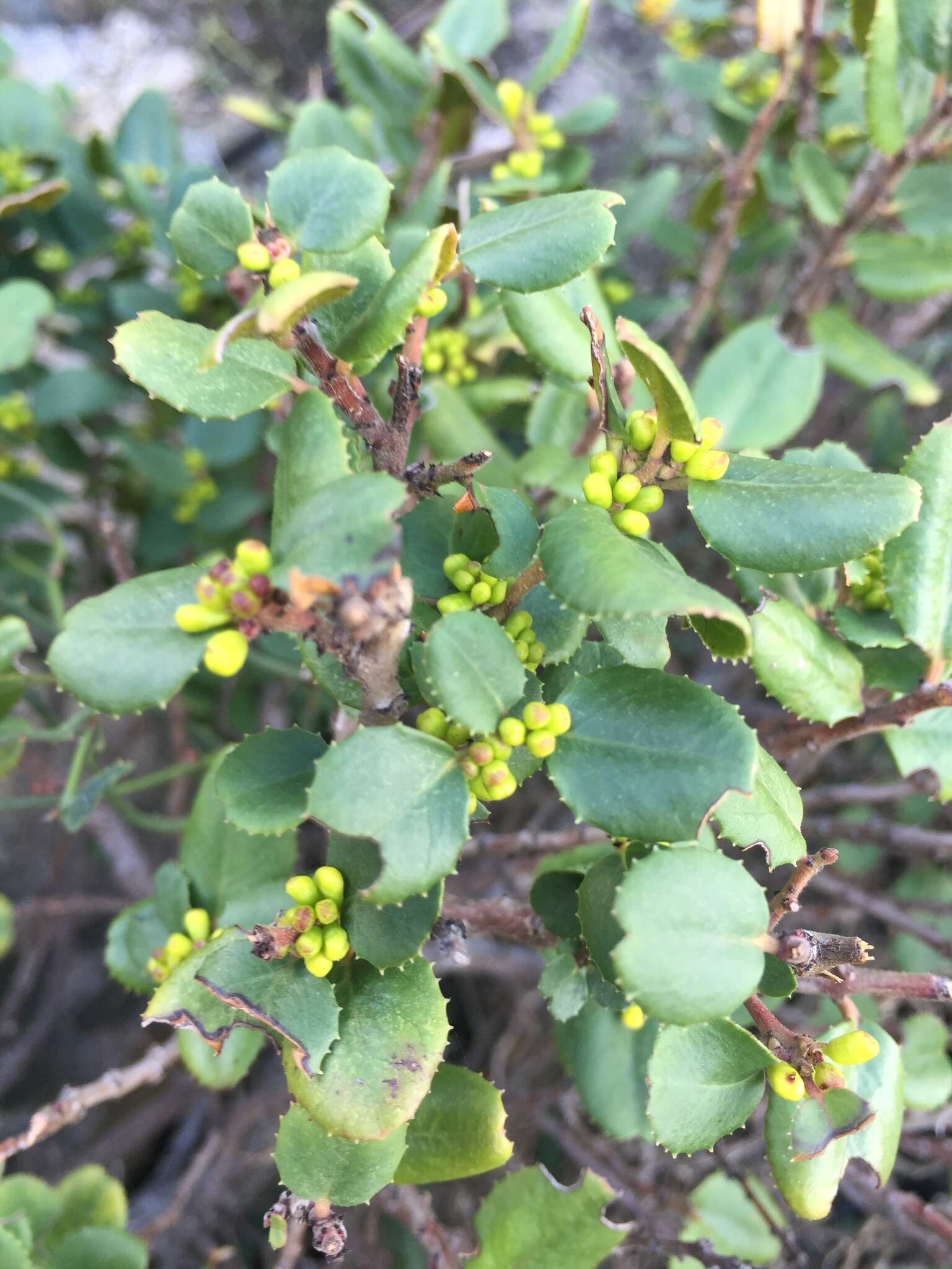 Image of Rhamnus ludovici-salvatoris Chodat