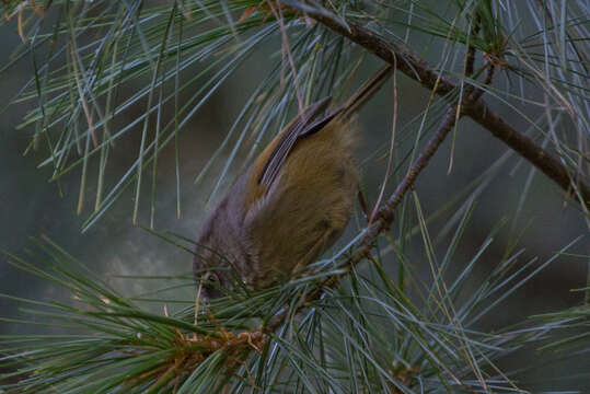 Fulvetta formosana (Ogilvie-Grant 1906)的圖片