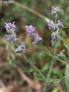 Nepeta curviflora Boiss. resmi