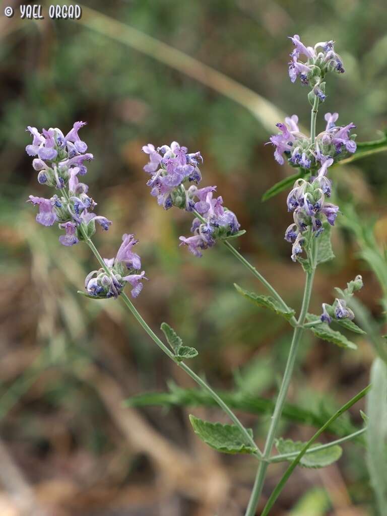 Nepeta curviflora Boiss. resmi