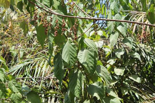 Alchornea cordifolia (Schumach. & Thonn.) Müll. Arg. resmi