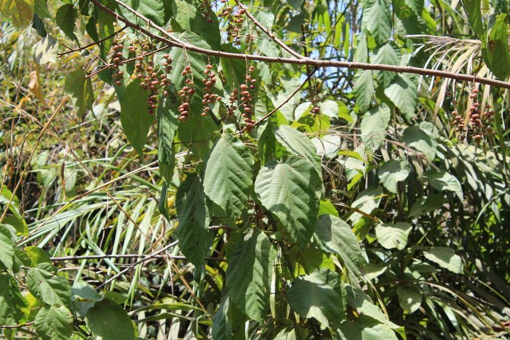 Слика од Alchornea cordifolia (Schumach. & Thonn.) Müll. Arg.