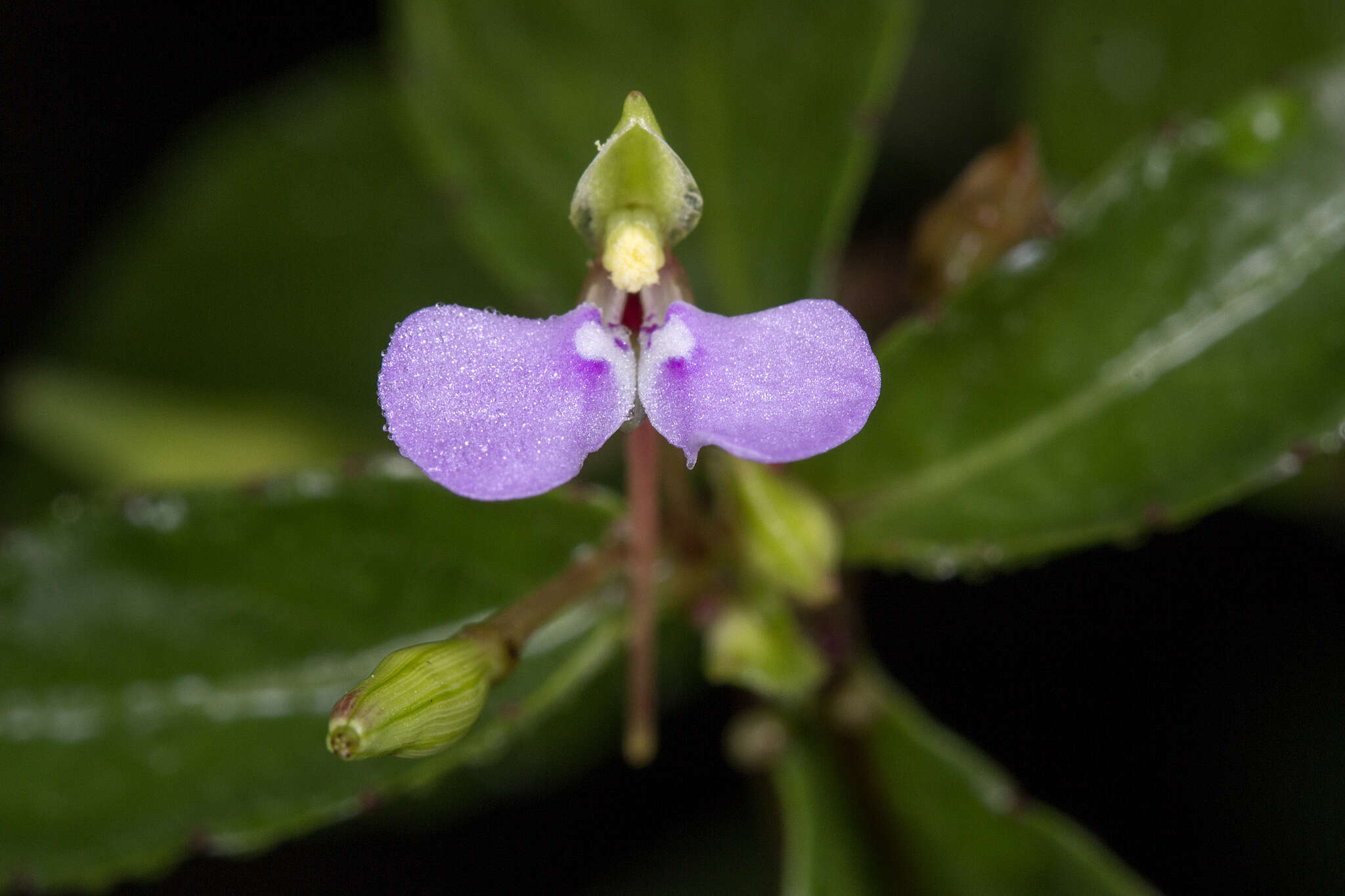 Image of Impatiens minor (DC.) S. S. R. Bennet