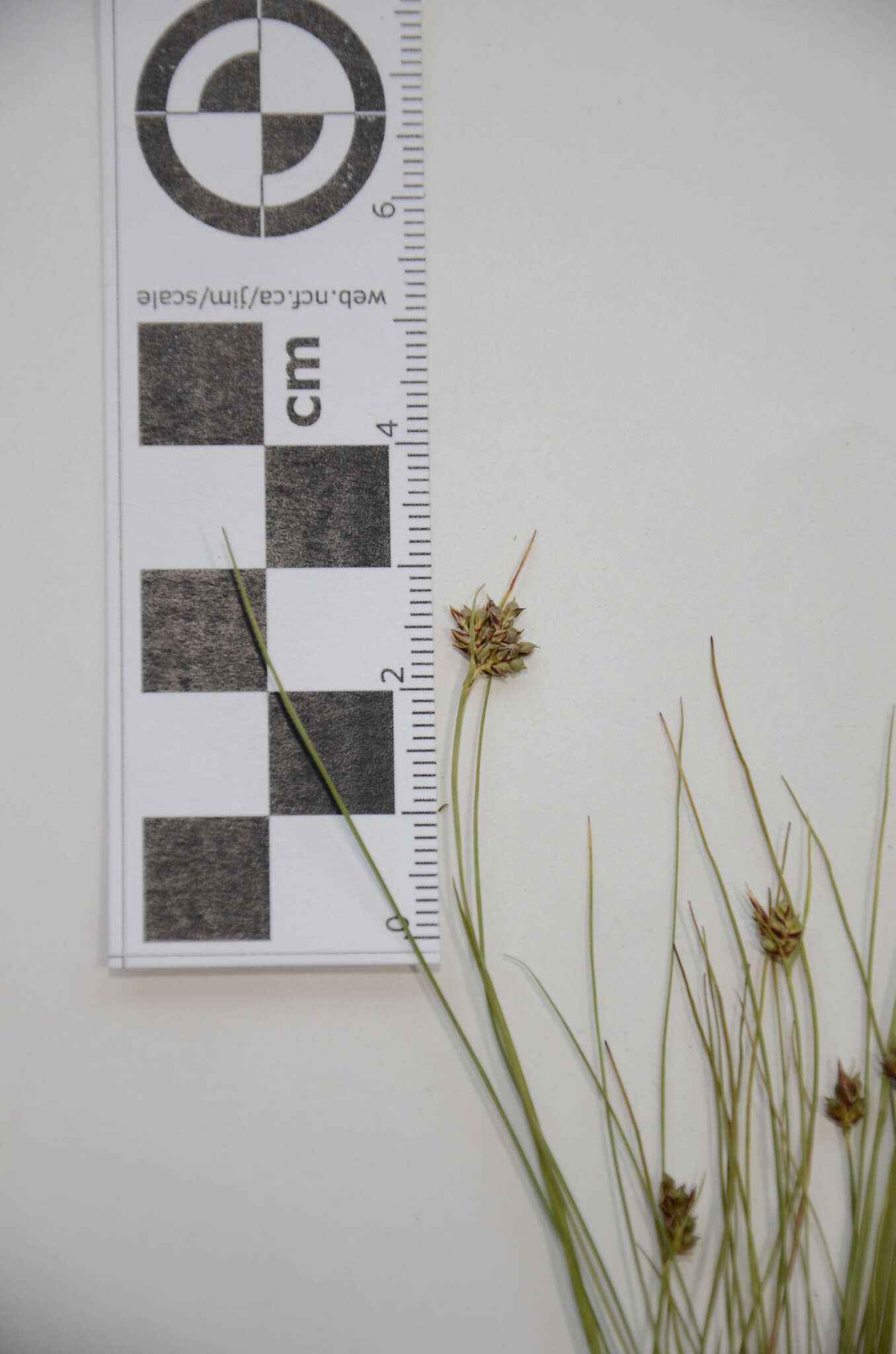 Image of northern sedge