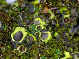 Image of chocolate chip lichen