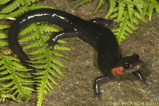 Image of Jordan's salamander