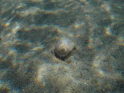 Image of Josephine's moonsnail