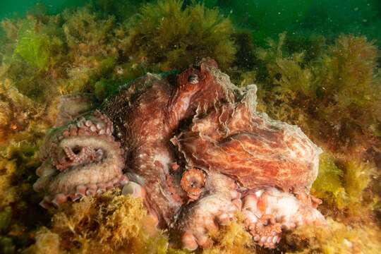 Image of Enteroctopus megalocyathus (Gould 1852)