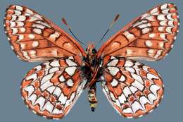 Euphydryas colon nevadensis Bauer 1975的圖片