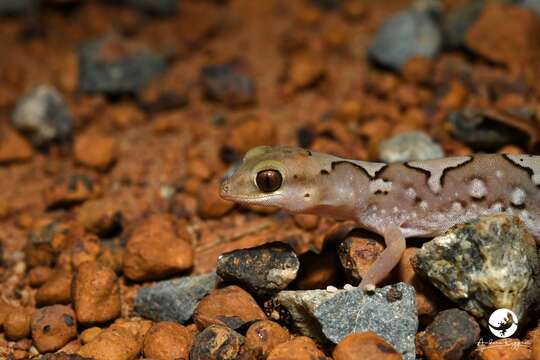 Image of Fine-faced Gecko