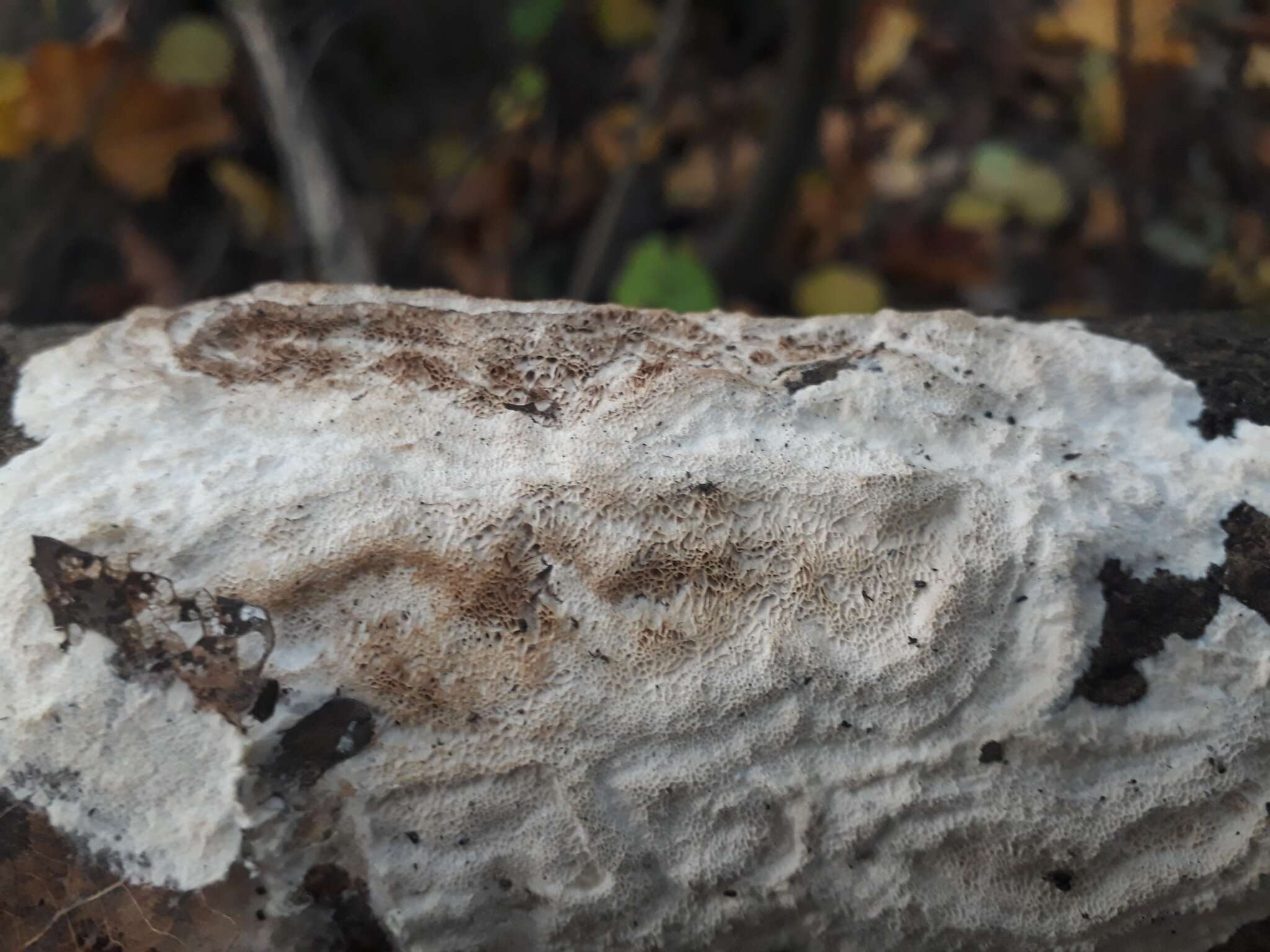 Image de Polypore corticole