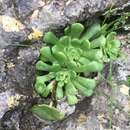 Image of Rosularia lineata (Boiss.) Berger