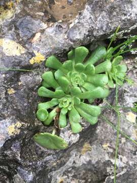 Rosularia lineata (Boiss.) Berger resmi