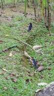 Image of Oriental Magpie Robin