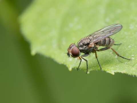 Sivun Leucophora johnsoni (Stein 1898) kuva