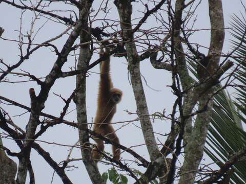 Image of Malayan lar gibbon