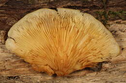 Image of Crepidotus croceotinctus Peck 1887