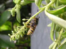 Image of Common wasp