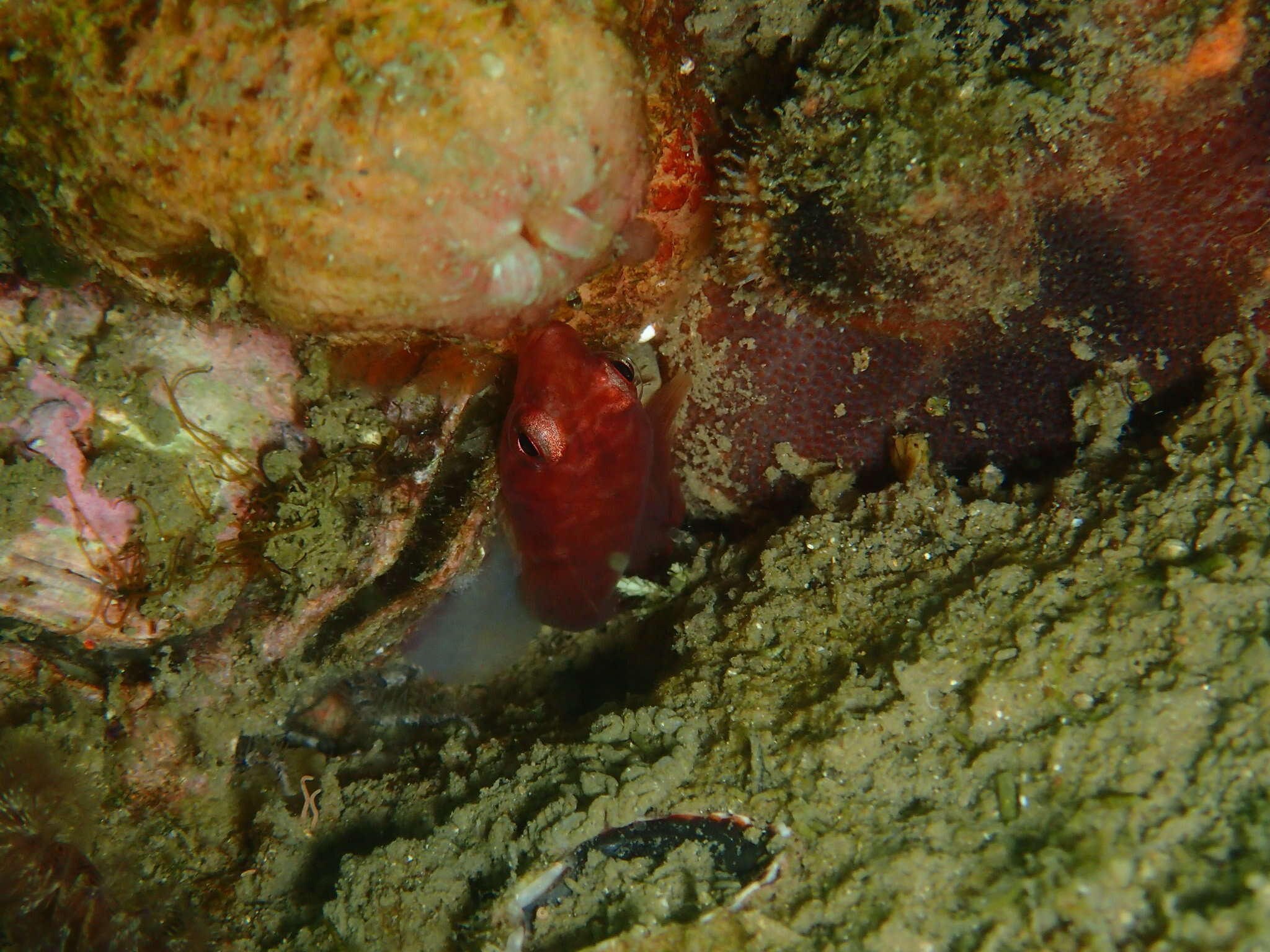 Image of Broad clingfish