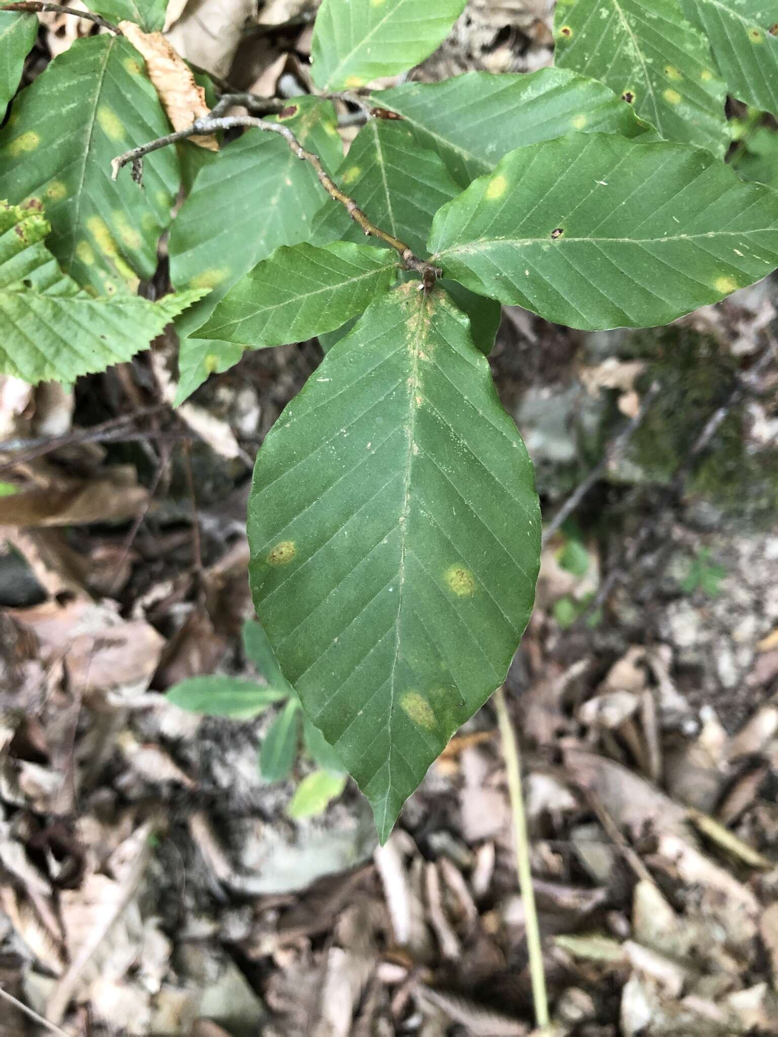 Image of Oriental Beech