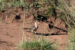 Image of Tanzanian Red-billed Hornbill