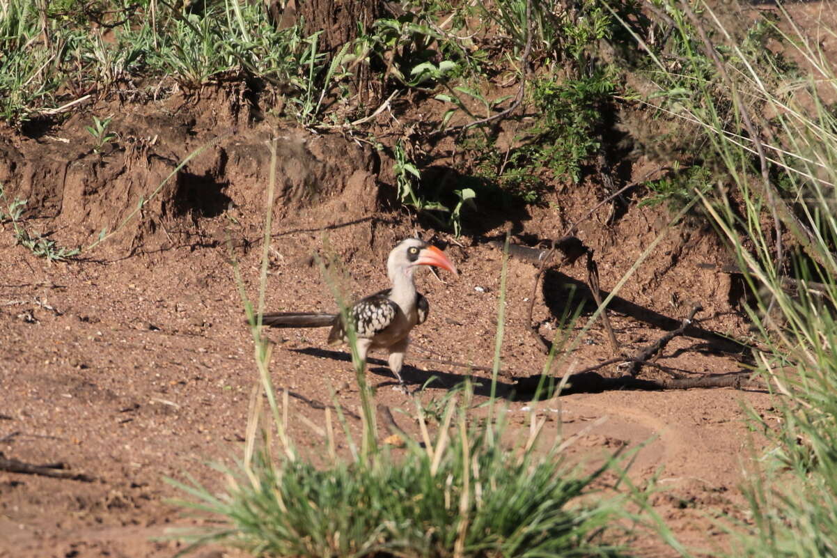 Image of Tanzanian Red-billed Hornbill