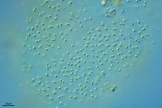 Image of <i>Aphanothece stagnina</i>