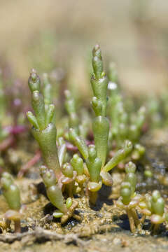 Слика од Salicornia maritima S. L. Wolff & R. L. Jefferies