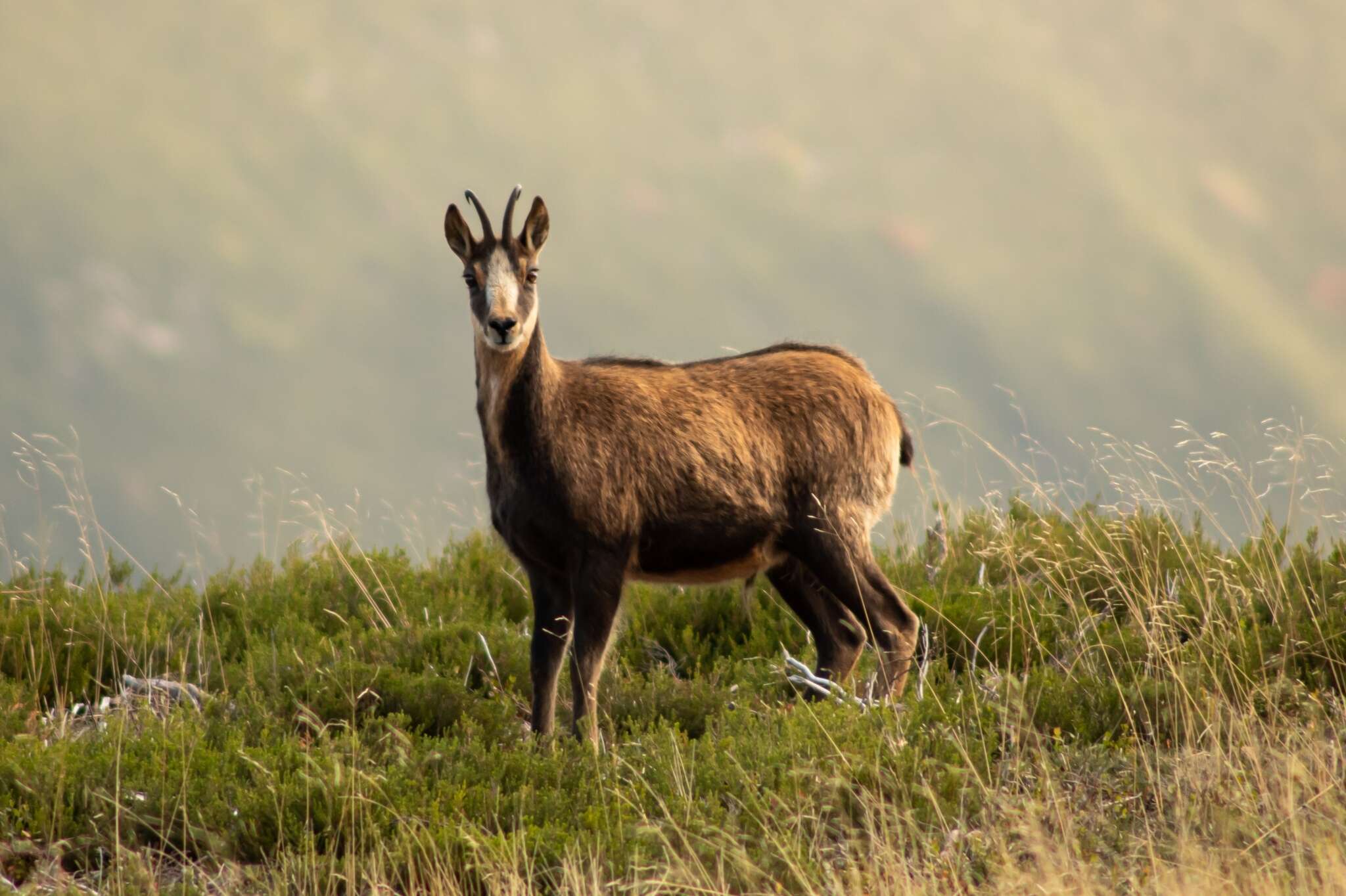 Image of Abruzzo Chamois