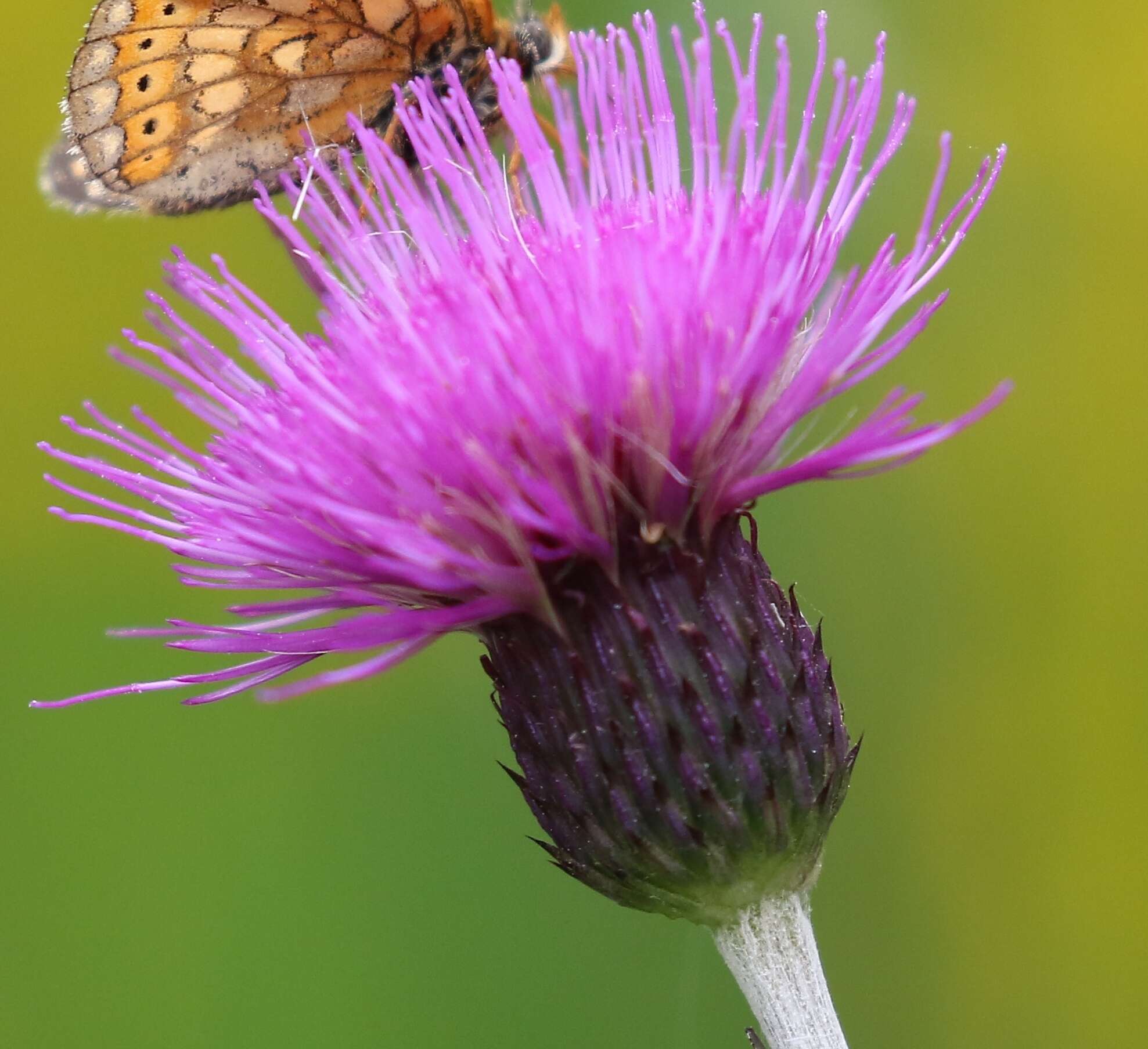 Image of Cirsium pannonicum (L. fil.) Link