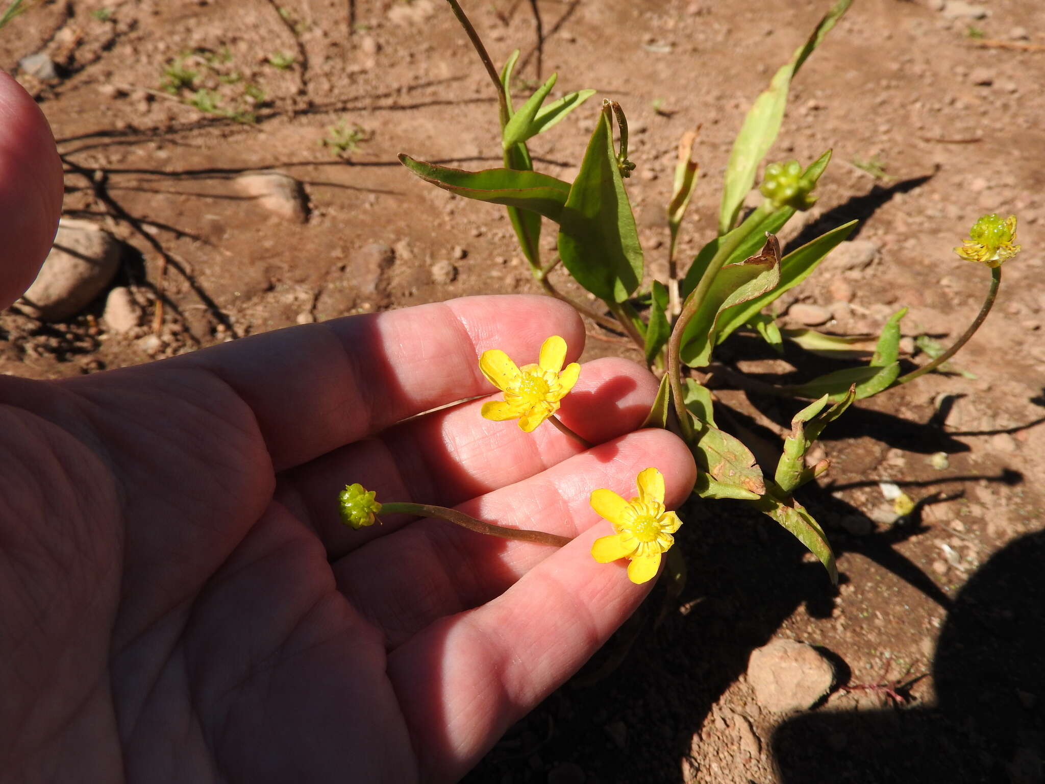 Image of plantainleaf buttercup