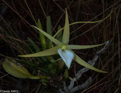 Imagem de Angraecum rutenbergianum Kraenzl.