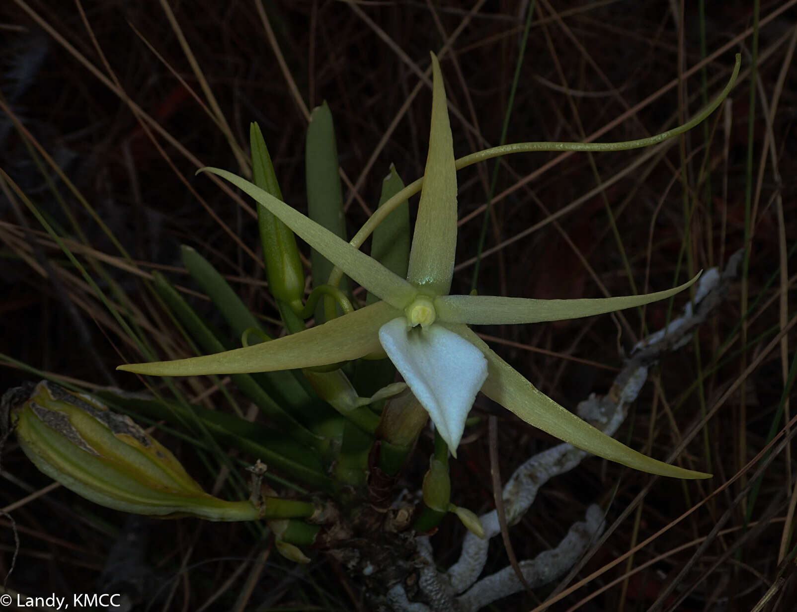 Imagem de Angraecum rutenbergianum Kraenzl.